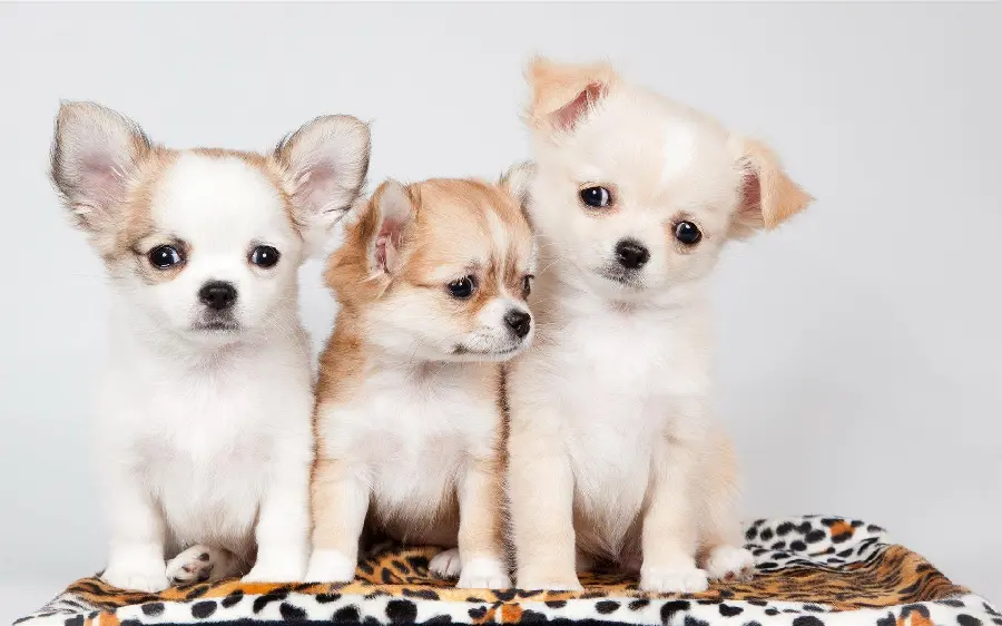Adorable Puppy HD Snapshot 2025