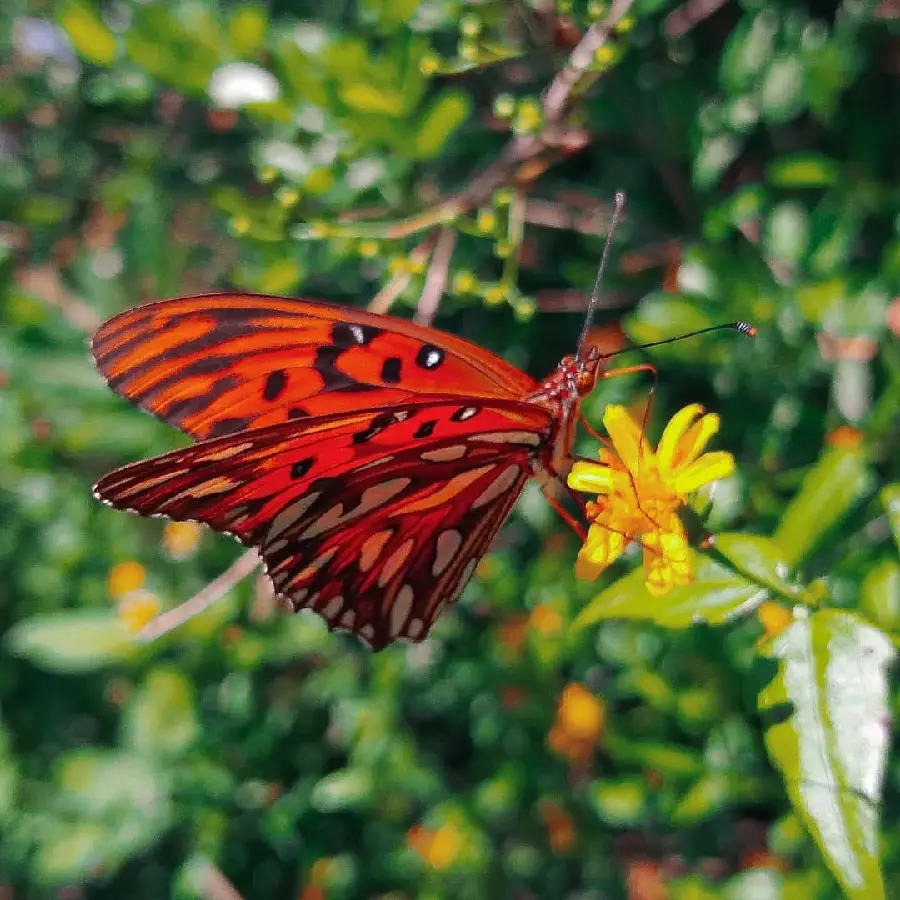 High quality red butterfly background