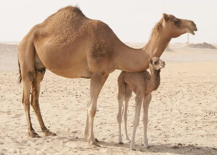 Heartwarming Camel With Baby Photo In Best Quality Resolution