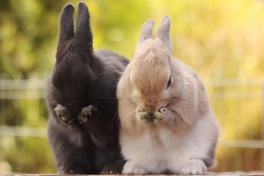 Adorable Rabbit HQ Image 2025