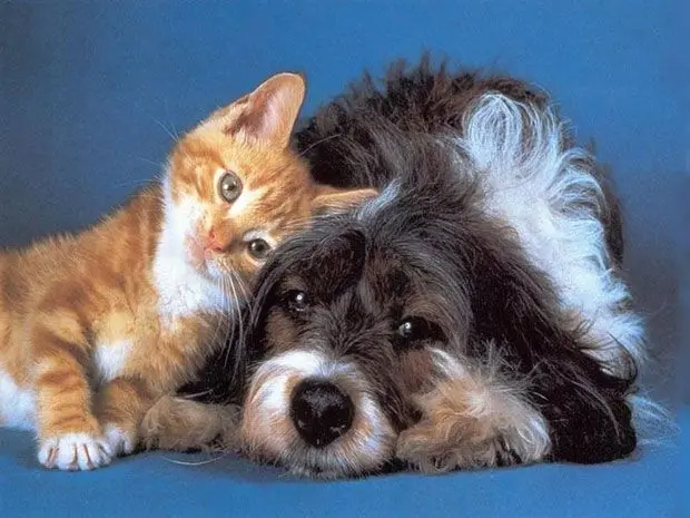 Beautiful Dog and Cat Love Photo Showing Deep Bond