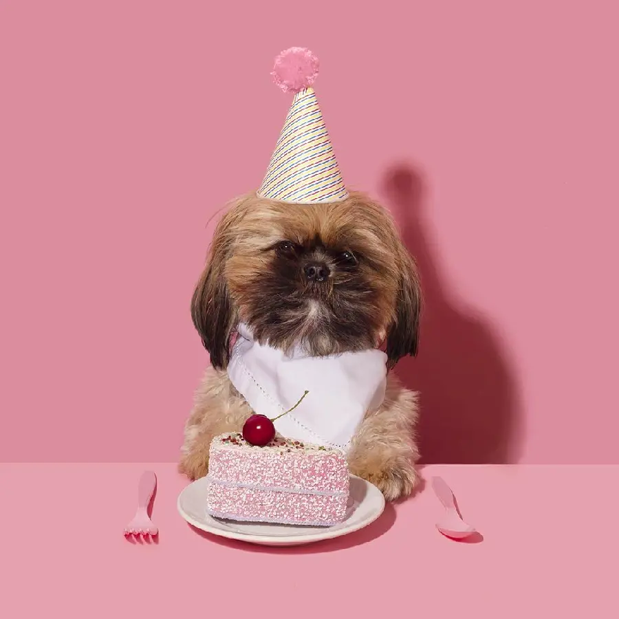 Download Dog Birthday Wallpaper Image for Devices