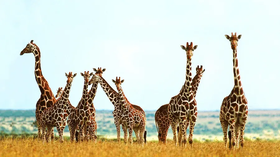 Herd of Tall Giraffes in Desert Landscape Photo