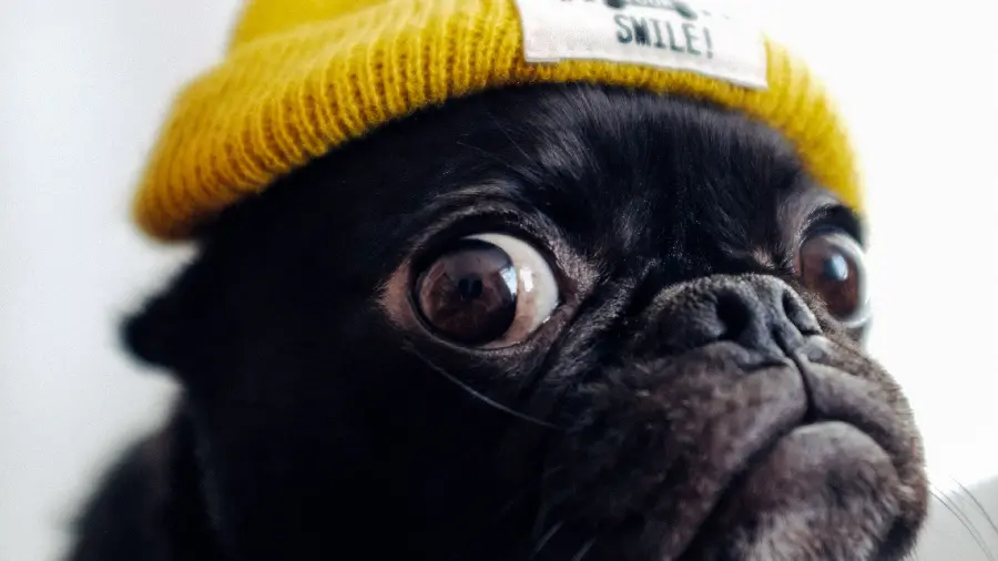 Funny Pug dog wallpaper in high quality