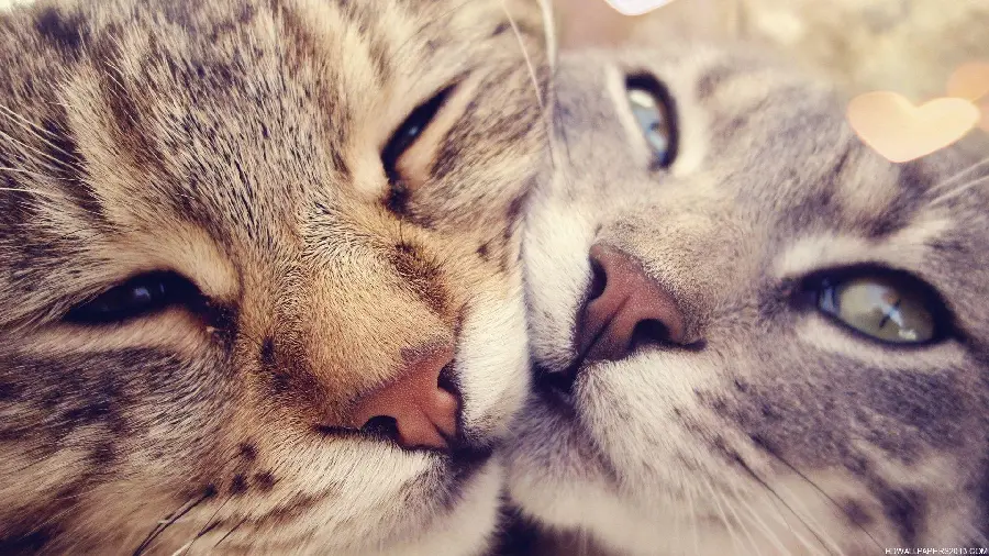 Romantic Style Cat Profile Picture In High Quality Resolution