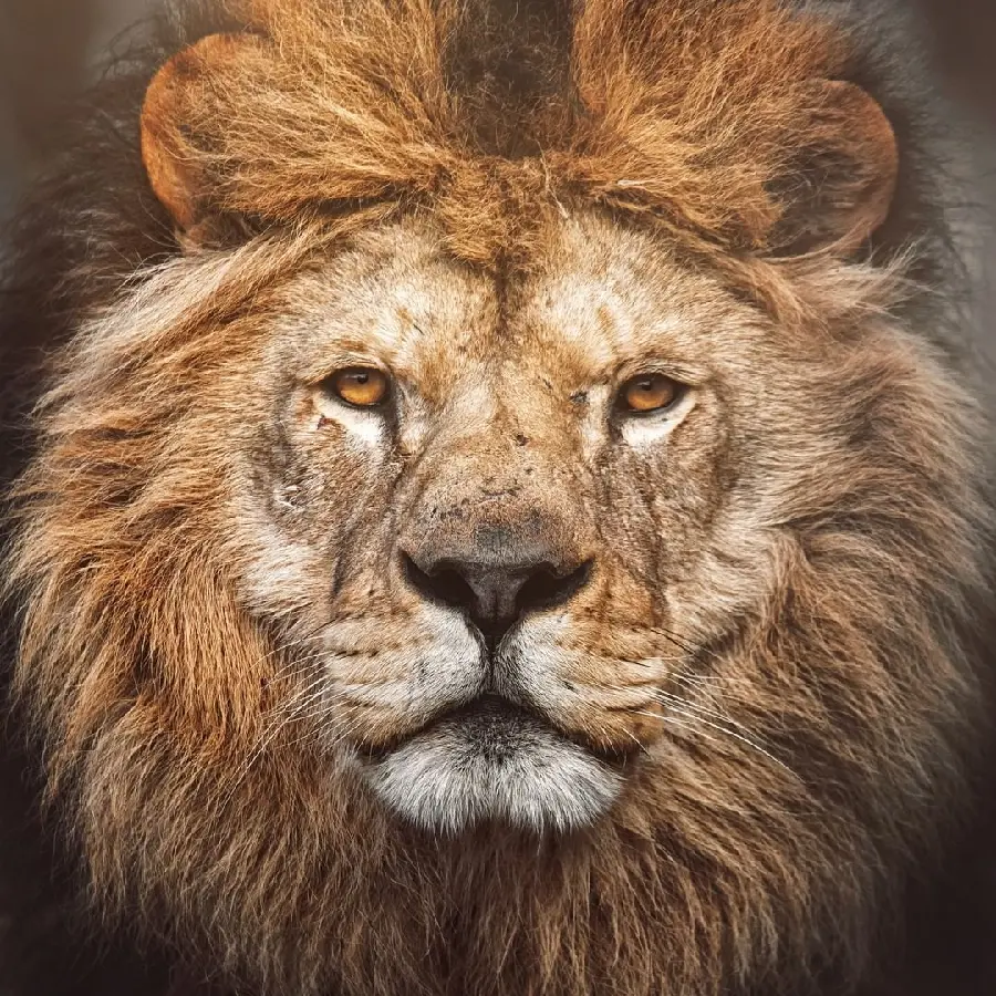 Download High-Quality Wallpaper of the Lion King of the Jungle