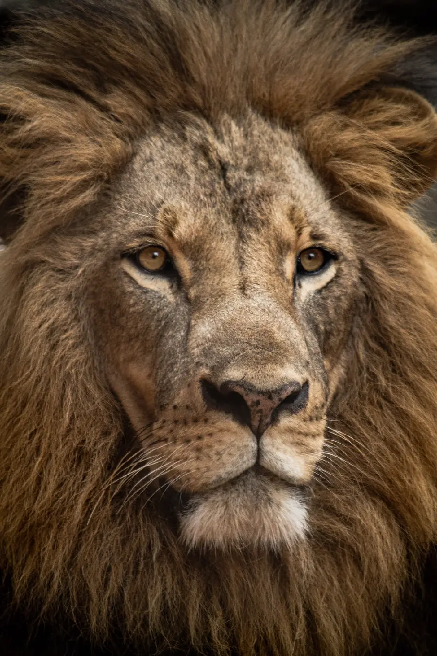 High Quality Wild Lion Photo - King of the Jungle