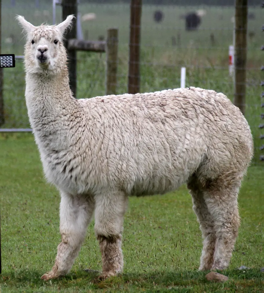 Alpaca Llama Best Quality Photo