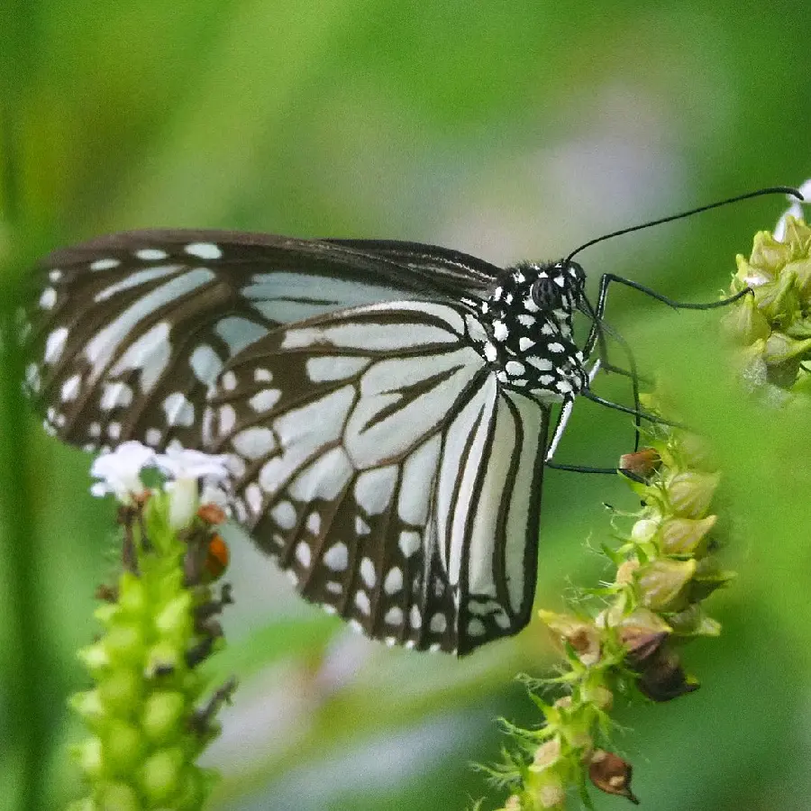Black And White Butterfly Profile Picture Artistic