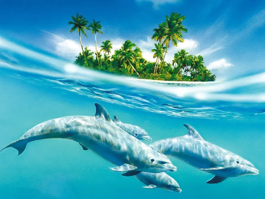 Beautiful dolphins wallpaper image HD