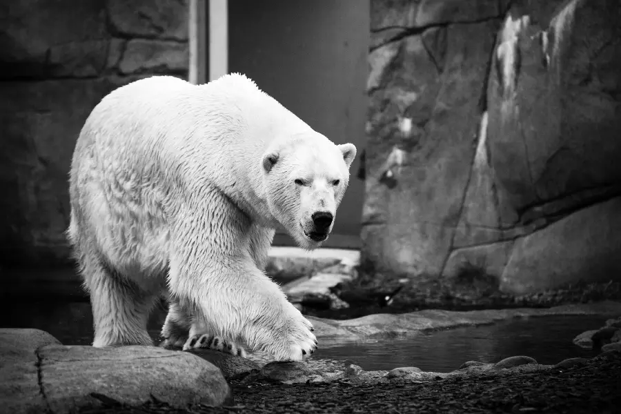 Polar Bear In Snow HD Image Climate Threat