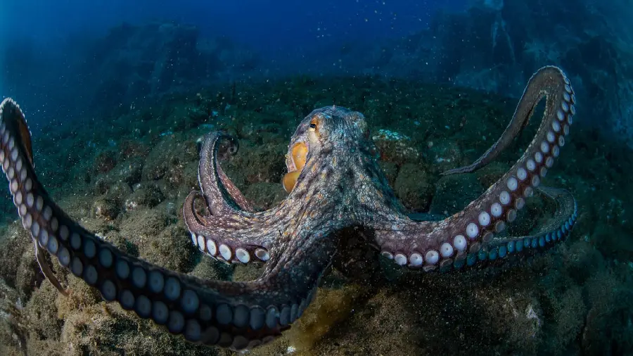 Octopus Wallpaper in High Quality for Screens