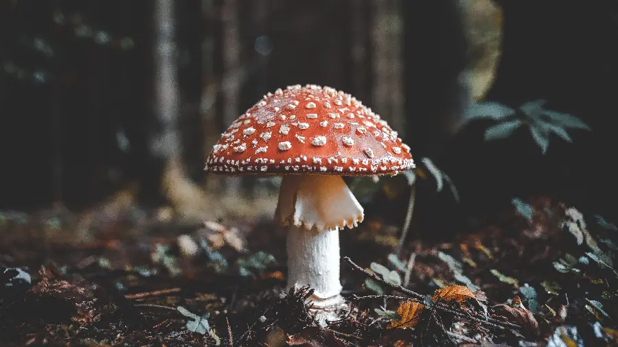 Fly Agaric Mushroom Photo High Quality