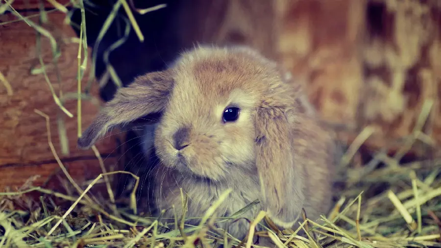 Download beautiful friendly rabbit wallpaper