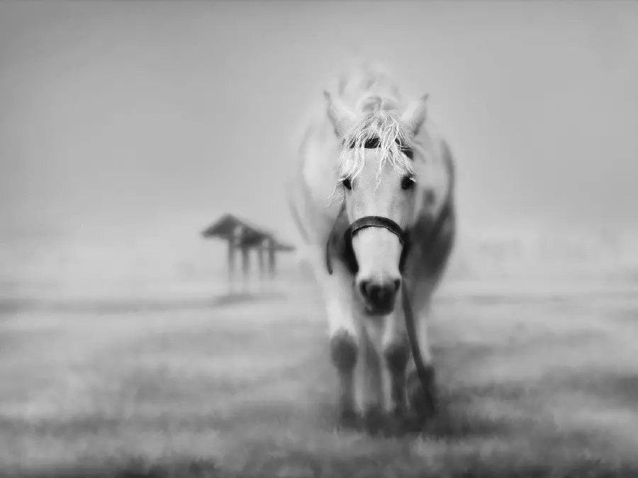 White Horse Profile Picture and Wallpaper