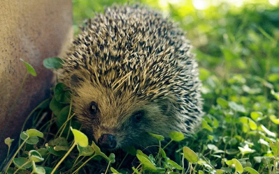 Hedgehog Photo and Background in High Quality