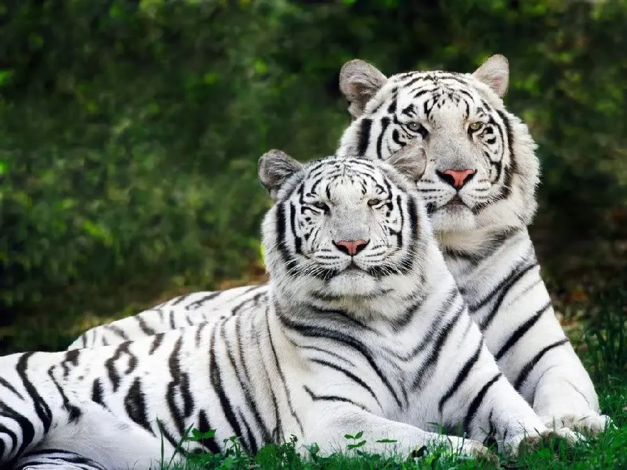 White Tiger HD Photo Rare Genetic Mutation
