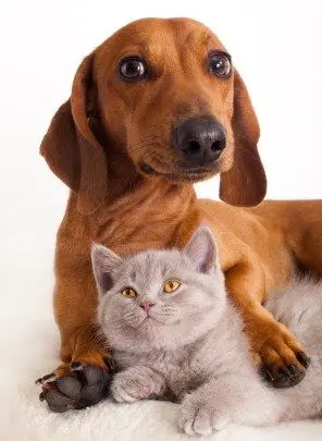Dog and Cat Friendship Wallpaper Image for Devices