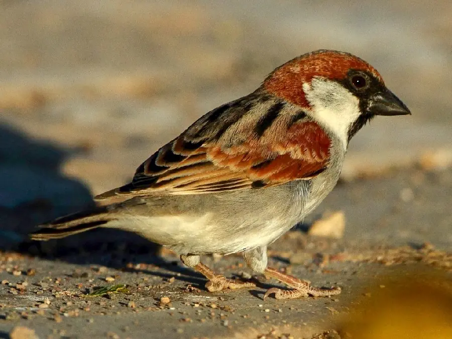Somali sparrow species high quality photo