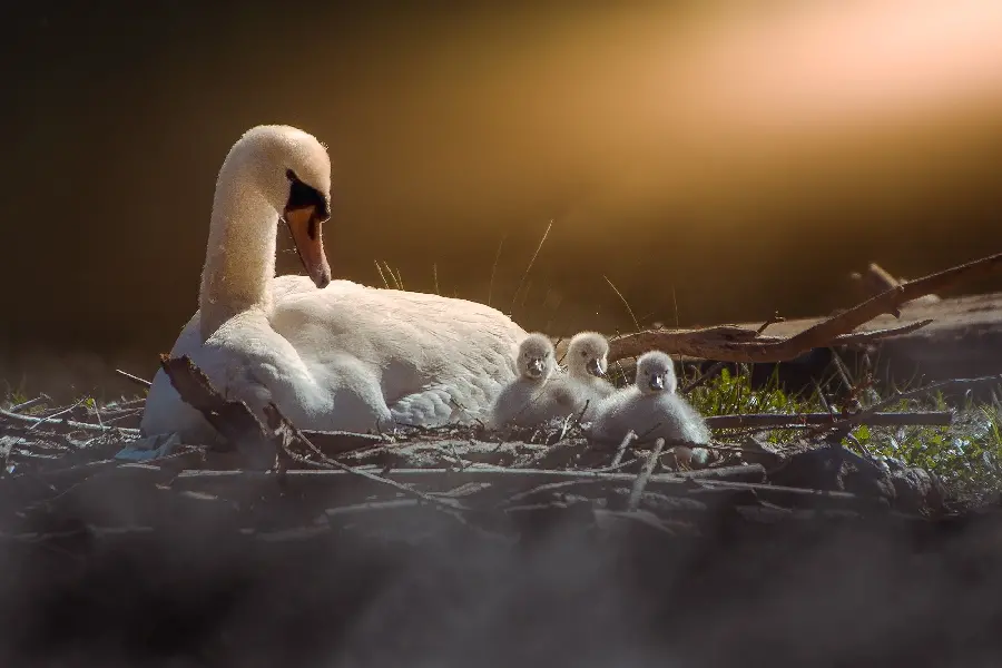 Beautiful swan and cygnets in nest HD background