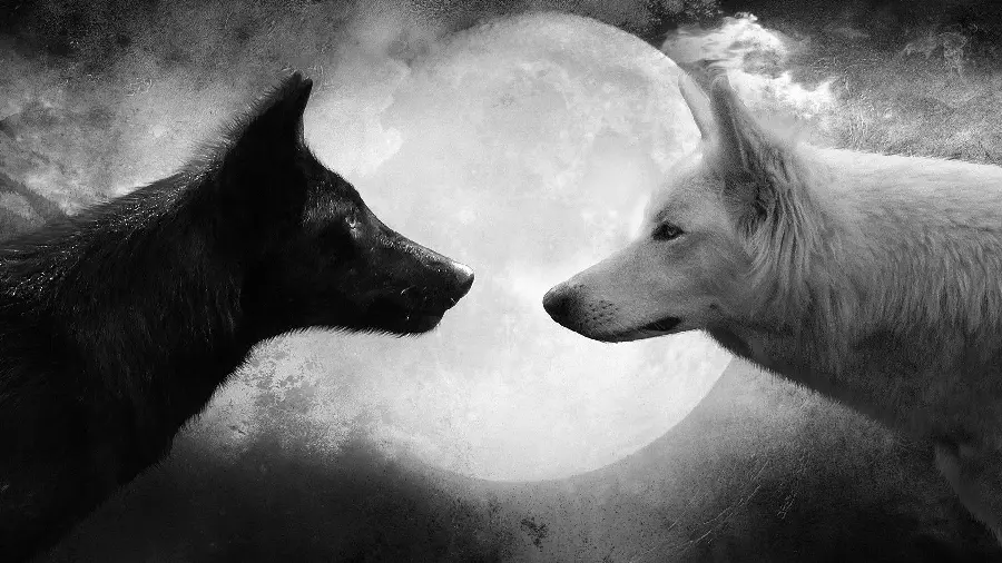 Black And White Wolf Photo Artistic Monochrome