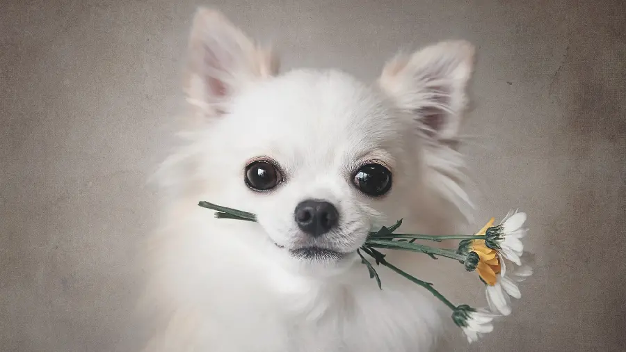 Adorable German Spitz dog photo in full HD quality