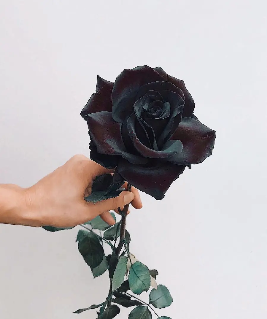 Natural Black Rose High Quality Photo