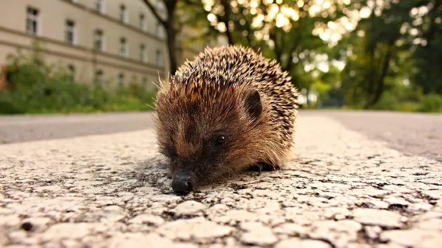 Hedgehog Photo and Wallpaper in Premium Quality