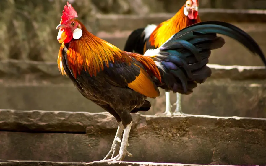 HD Quality Rooster Photography