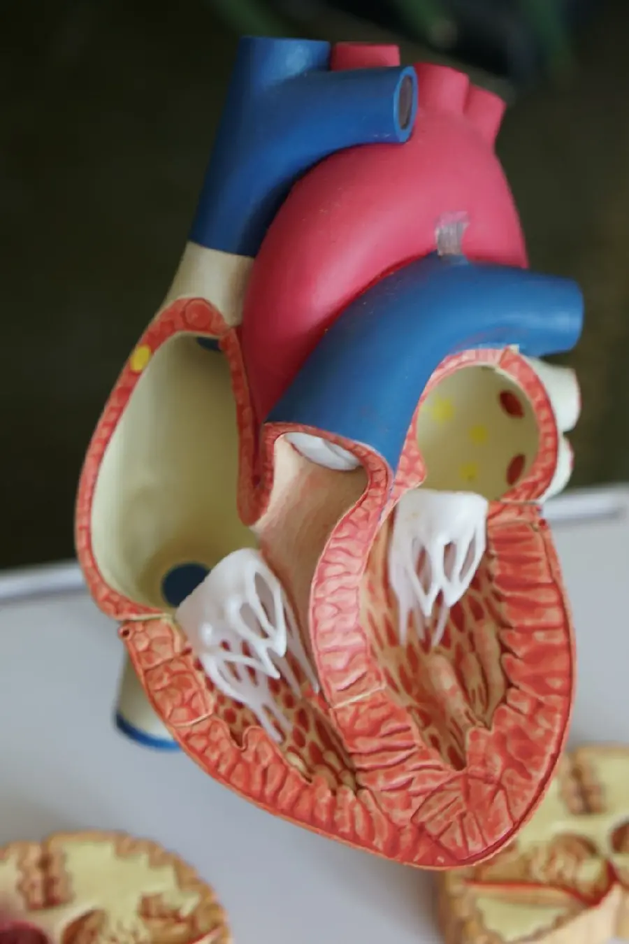Real human heart model photo for PowerPoint presentations