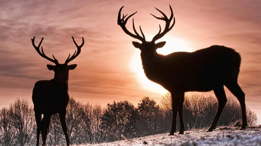 Irish northern deer photo HD quality