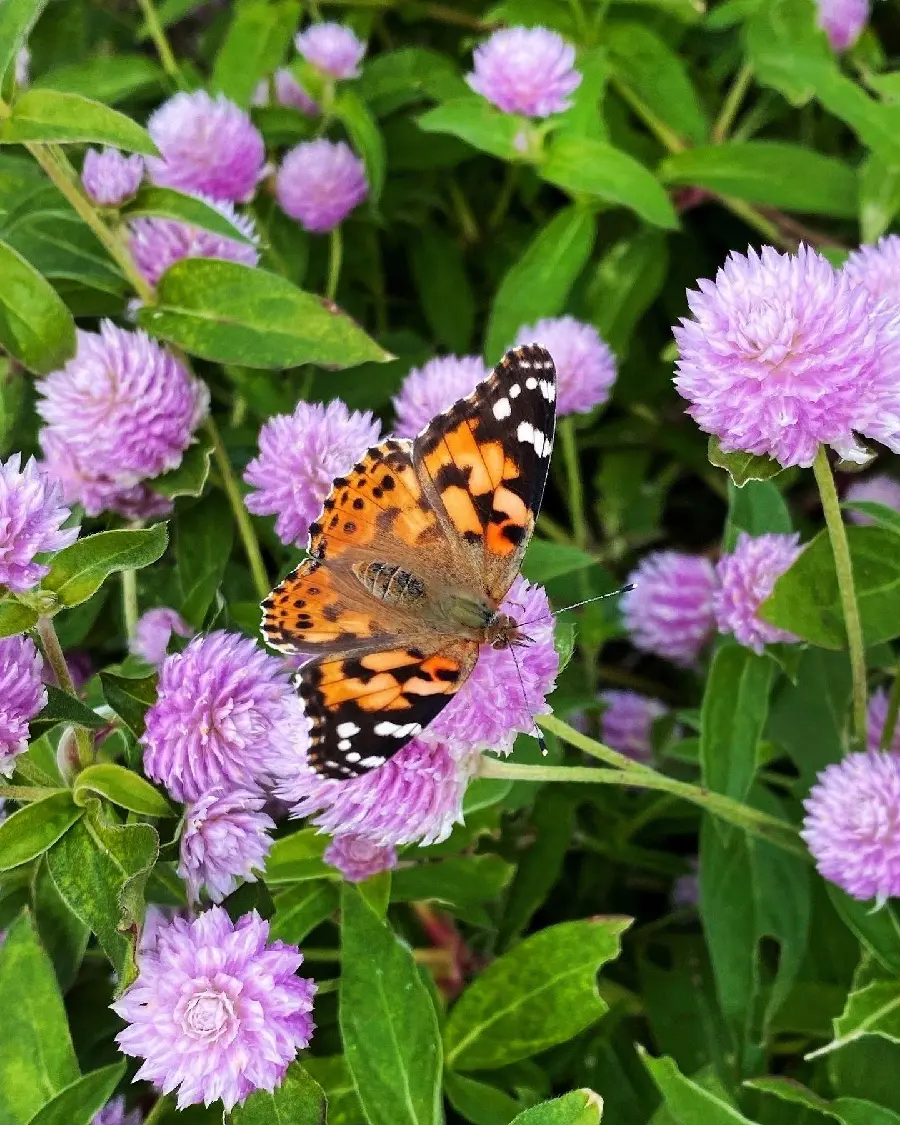 High quality butterfly wallpaper for phone
