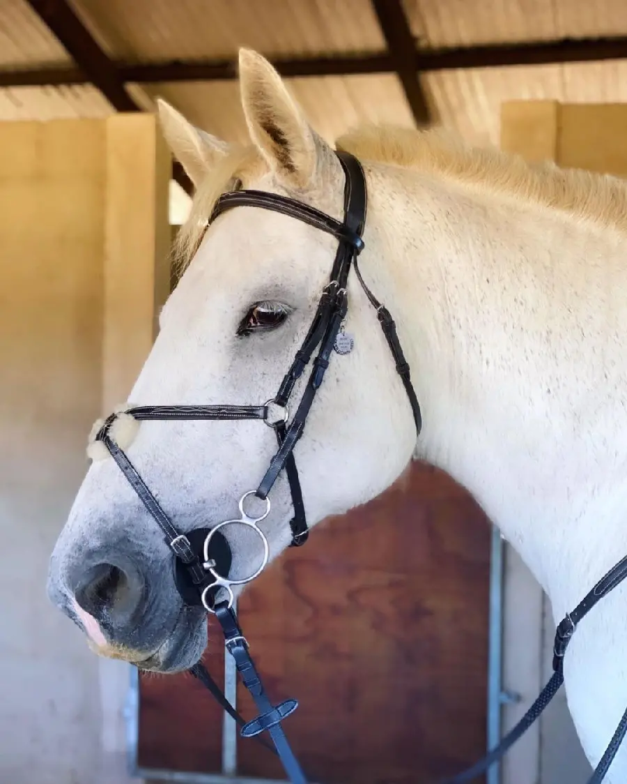 High-Quality Wallpaper of a Charming White Horse in a Stable