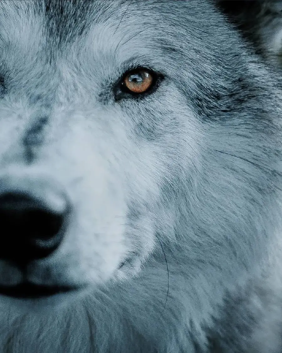 Beautiful Wolf Face Close Up Photo With Medical History
