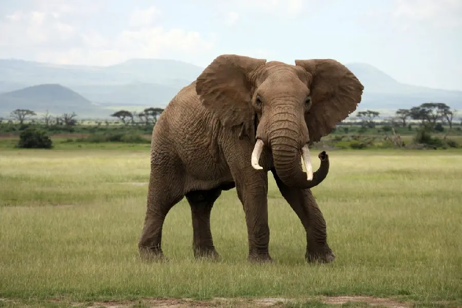 African Elephant Wallpaper Download
