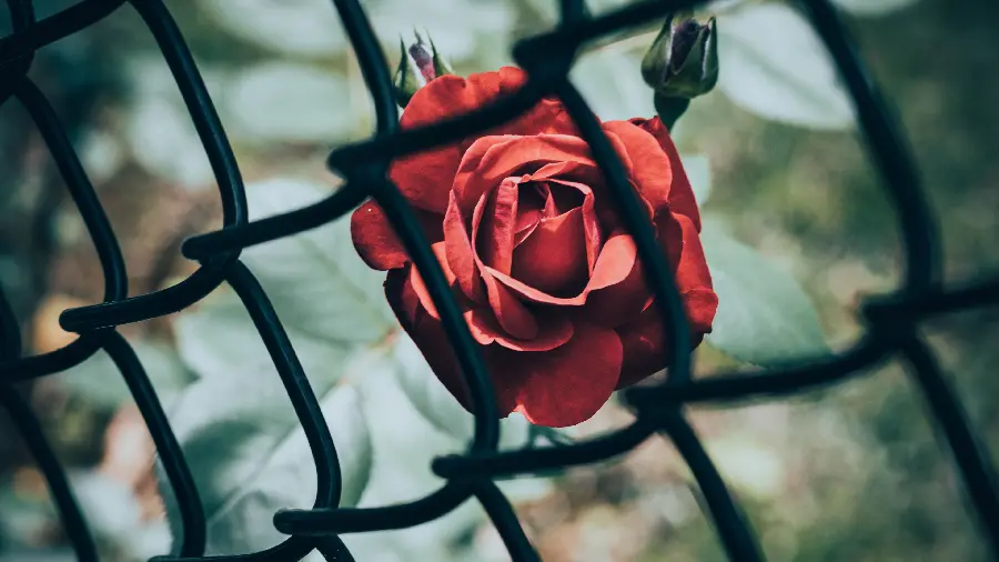 Beautiful Red Rose Highlight Cover