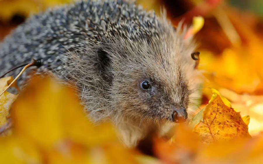 Ugly Hedgehog High Quality Photo in Natural Light