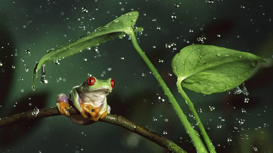 Frog Wallpaper For Desktop Background Nature Themes