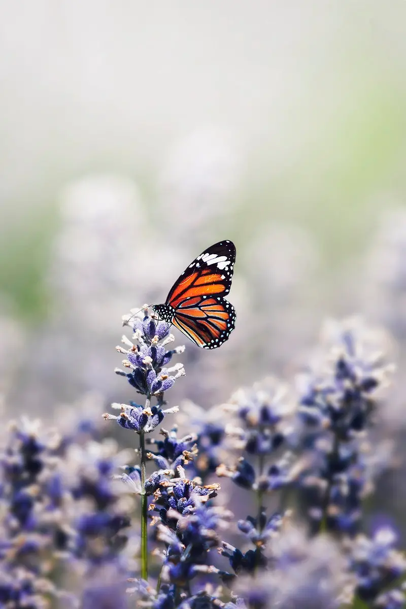 High quality flower and butterfly profile photo
