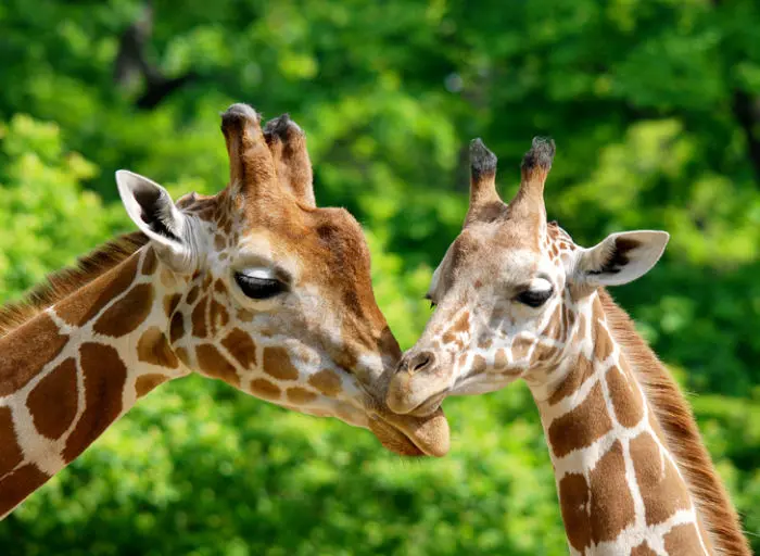 Funny giraffe picture high quality wallpaper