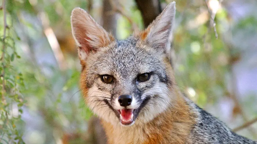 Cute Brown Fox Wallpaper For Desktop