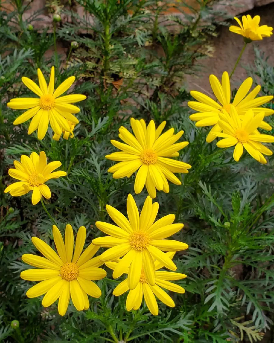 Download Background of Yellow Flowers in Garden HD Quality