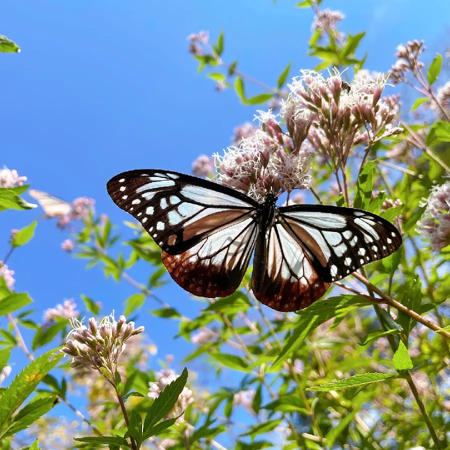 Best quality butterfly wallpaper