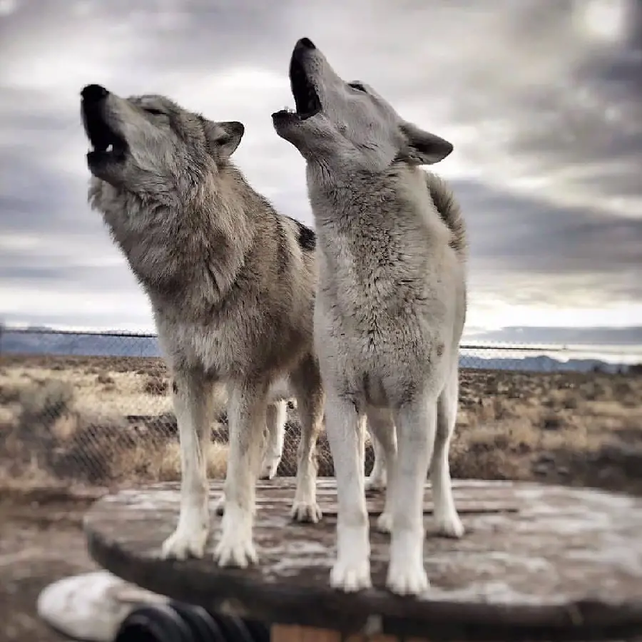 White Wolf Howling Wallpaper At Moonlight For Nature Lovers