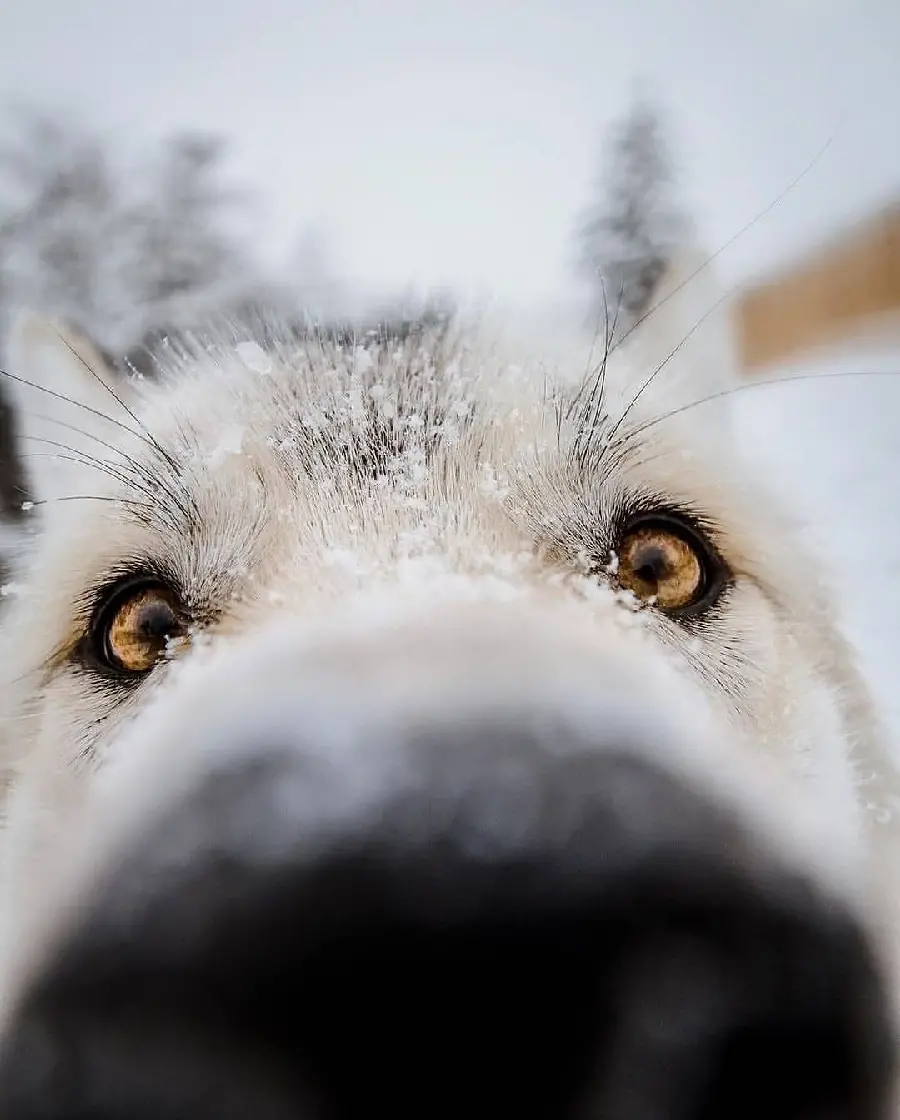 Funny Close Up White Wolf Wallpaper Showing Personality