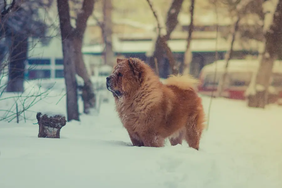 Chubby Cute Chow Chow Photo HD