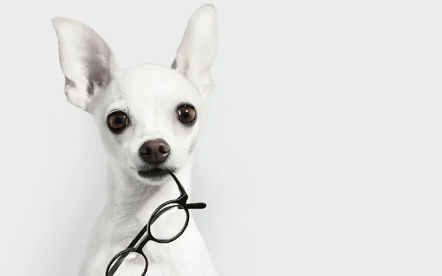 Funny Chihuahua Profile Picture in High Quality