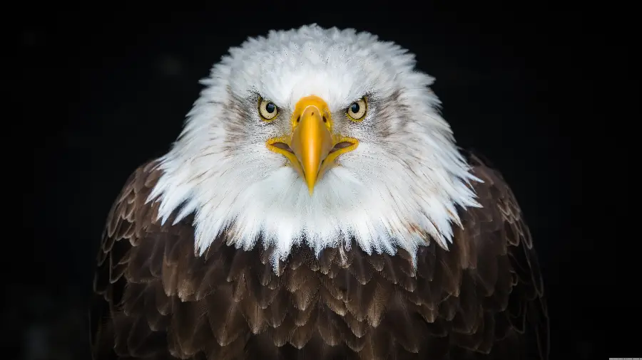 Bald Eagle High Quality Wallpaper