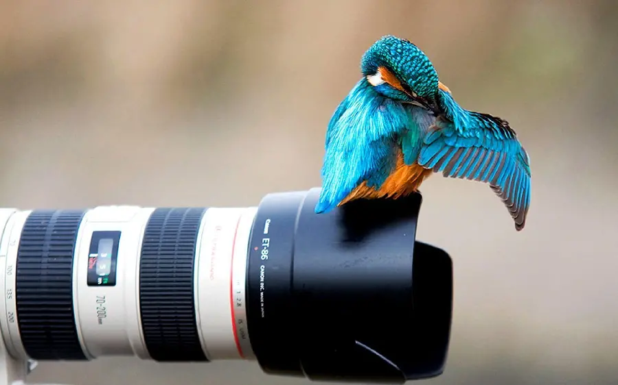 Lovely Canon Camera Photos in High Quality