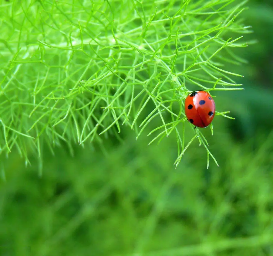 Beautiful Ladybug Background - High Quality Nature Scene